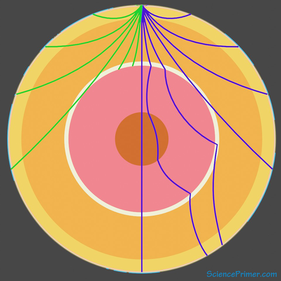 Earth cross section with body wave lines